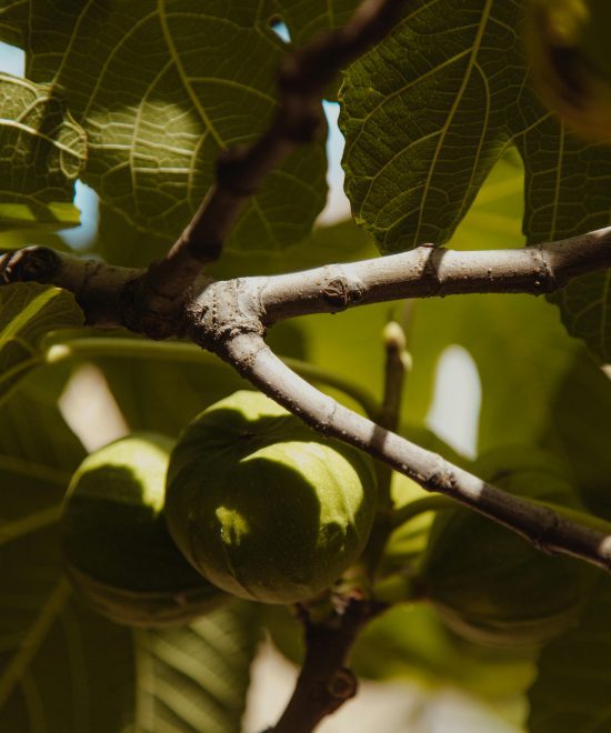 Il Ruolo Strategico della Turchia nella Produzione Mondiale di Fichi: Tradizione, Qualità e Leadership Globale